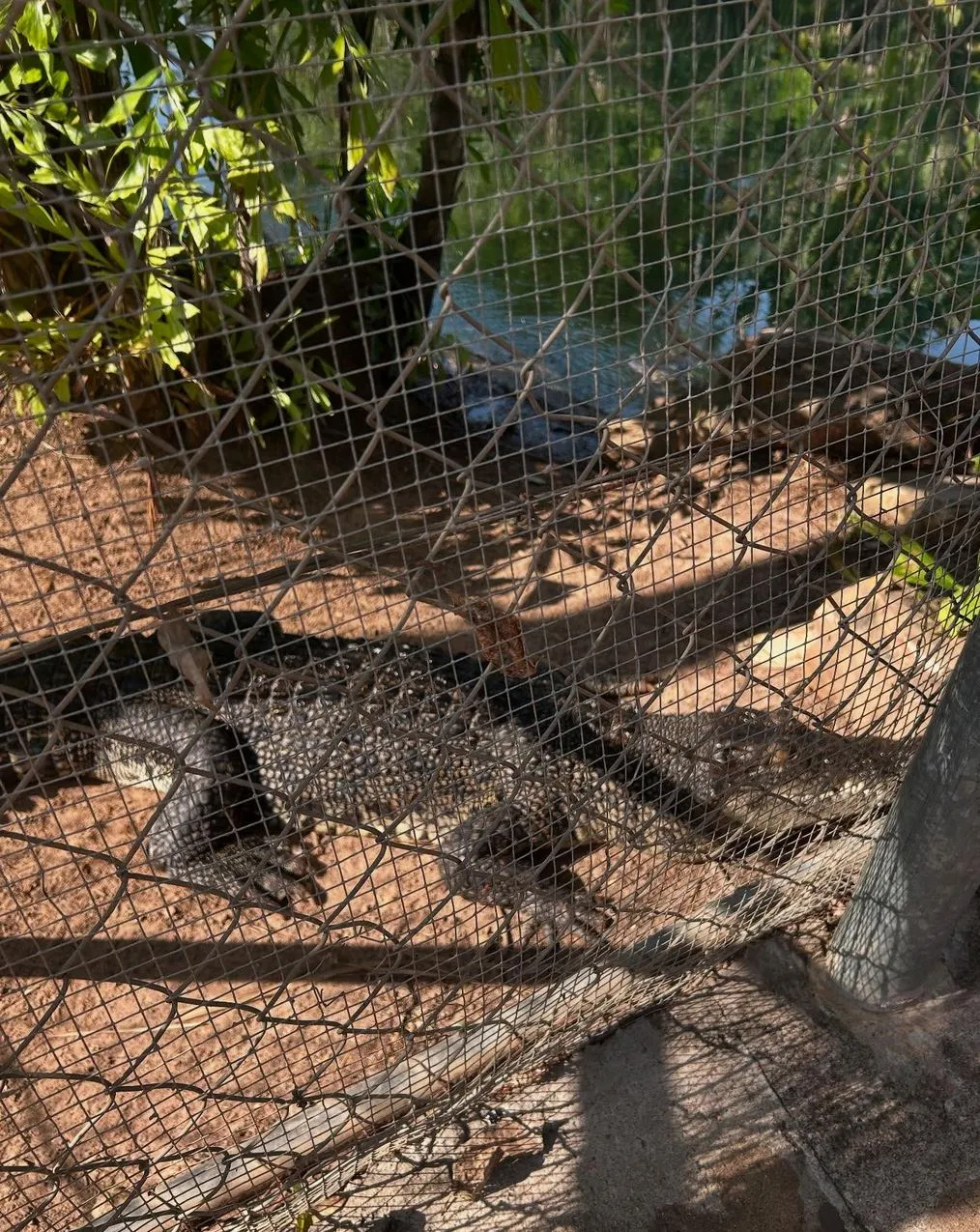 Refuge San Urbez | Can You Recommend Good Crocodile-Themed Attractions Beyond the Jumping Crocodile Cruise? Crocodylus Park