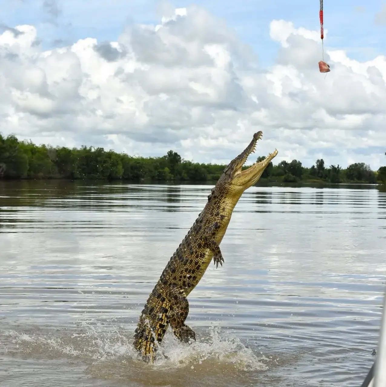 Refuge San Urbez | Can You Recommend Good Crocodile-Themed Attractions Beyond the Jumping Crocodile Cruise? Jumping Crocodile Tour