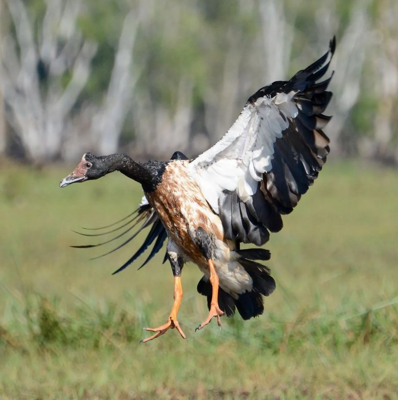 Refuge San Urbez | Can You Recommend Good Crocodile-Themed Attractions Beyond the Jumping Crocodile Cruise? Mary River floodplains