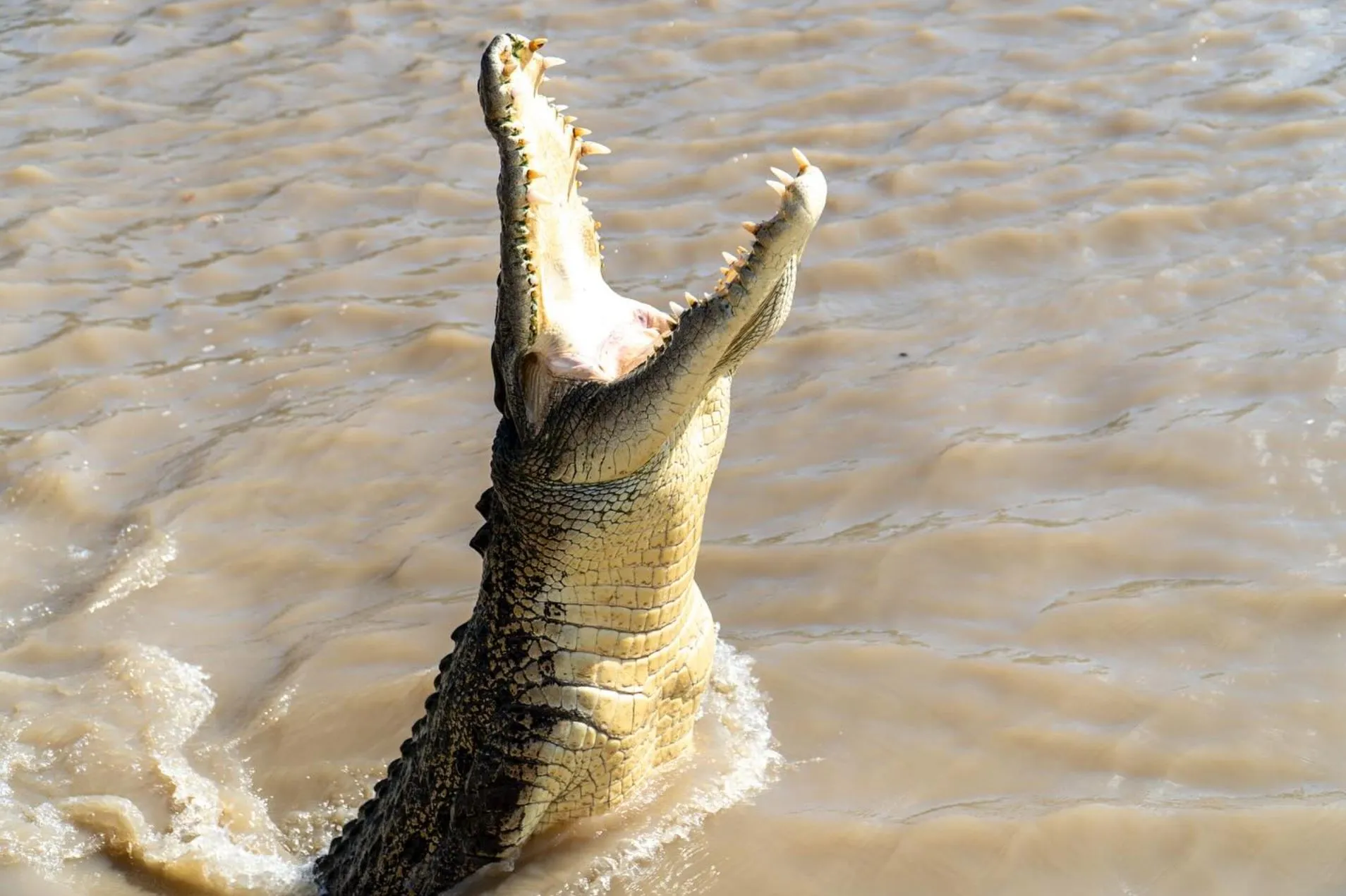 Refuge San Urbez | Can You Recommend Good Crocodile-Themed Attractions Beyond the Jumping Crocodile Cruise? Why The Adelaide River Isn’t the whole Croc Story