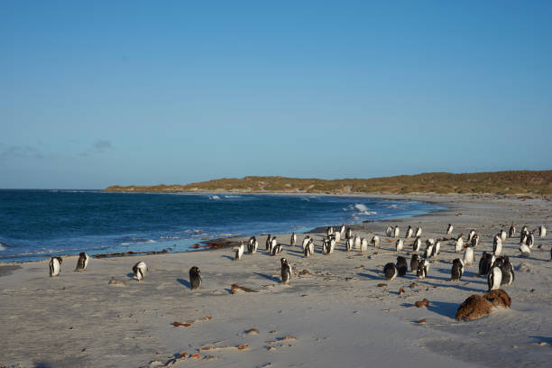 Refuge San Urbez | Discover the Magic of Phillip Island's Penguin Parade – A Wildlife Encounter