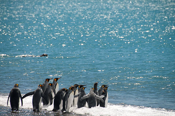 Experience the Magic of Phillip Island with Our Guided Penguin Tours