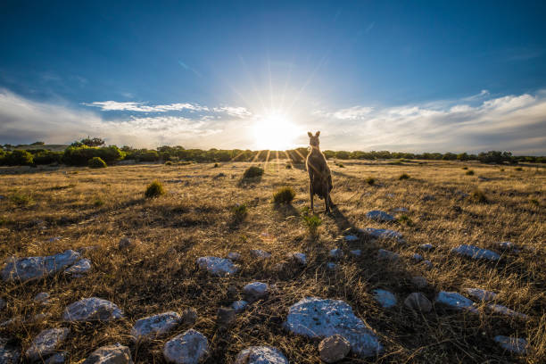 Are caravans allowed on Kangaroo Island?